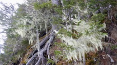Usnea trichodea
