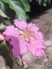 Lagerstroemia