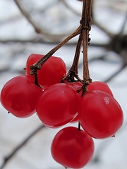 Viburnum opulus americanum