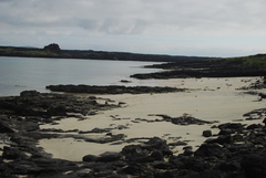 Amblyrhynchus cristatus