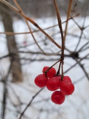 Viburnum opulus americanum