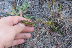 Dichanthelium webberianum