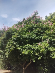 Lagerstroemia