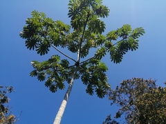 Cecropia obtusifolia