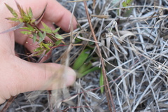 Dichanthelium webberianum