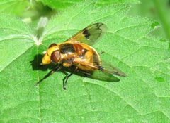 Volucella inflata