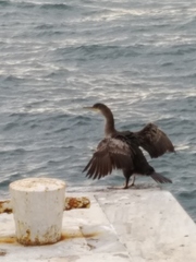 Gulosus aristotelis