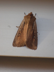 Ichneutica atristriga