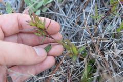 Dichanthelium webberianum