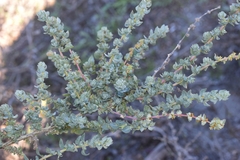Atriplex glauca