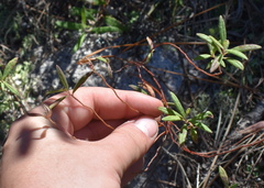 Crocanthemum corymbosum