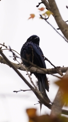 Dicrurus aeneus braunianus