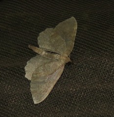 Philereme vetulata