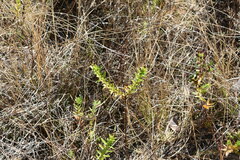 Hypericum cistifolium