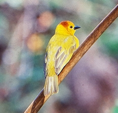 Ploceus castaneiceps