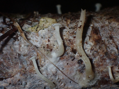 Rhizocybe albida