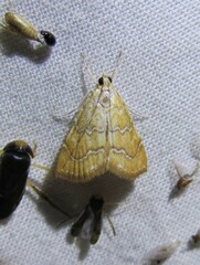 Glaphyriinae