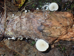Rhizocybe albida