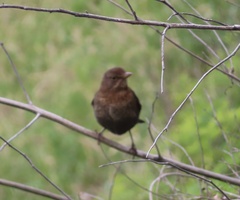 Turdus merula cabrerae