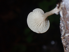 Rhizocybe albida