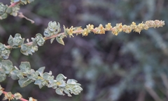 Atriplex glauca