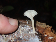 Rhizocybe albida
