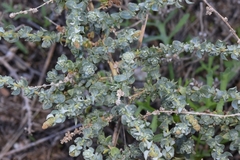 Atriplex glauca
