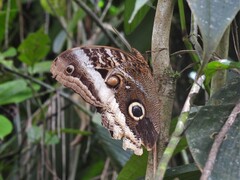 Caligo atreus