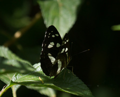 Phaedyma shepherdi