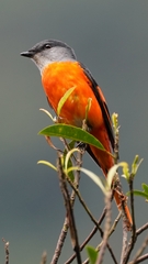 Pericrocotus solaris