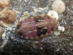 Lepidochitona cinerea