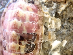 Lepidochitona cinerea