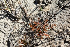 Polypremum procumbens