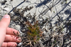 Polypremum procumbens
