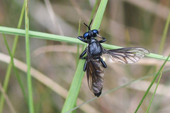 Dioctria atricapilla