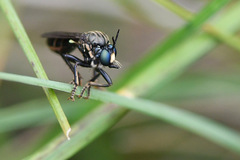 Dioctria atricapilla