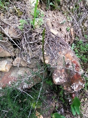 Asparagus acutifolius