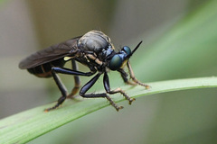 Dioctria atricapilla