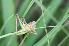 Metrioptera brachyptera