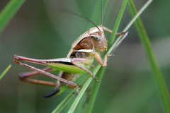 Metrioptera brachyptera
