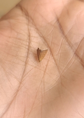 Aethiophysa falcatalis