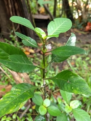 Hygrophila