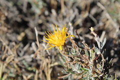 Brachyclados lycioides