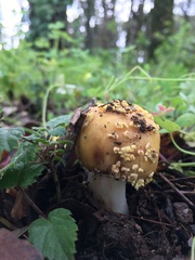 Amanita franchetii