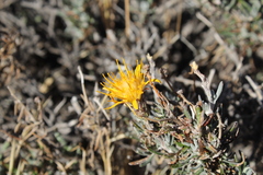 Brachyclados lycioides