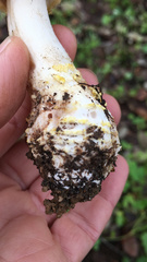 Amanita franchetii