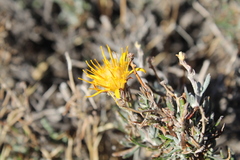 Brachyclados lycioides