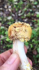 Amanita franchetii