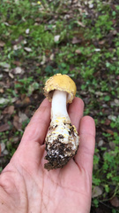 Amanita franchetii
