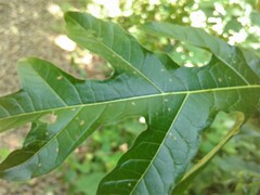 Solanum atropurpureum